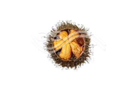 Canned Sea Urchin