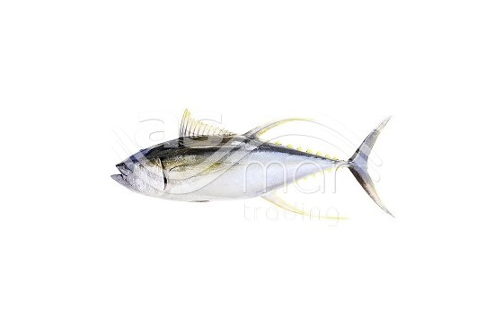 Yellowfin Tuna - HGT