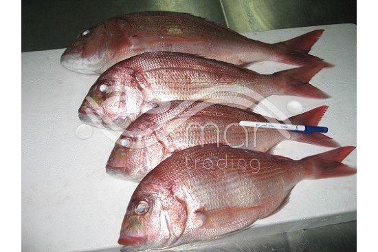 Red Seabream - Whole or G&G