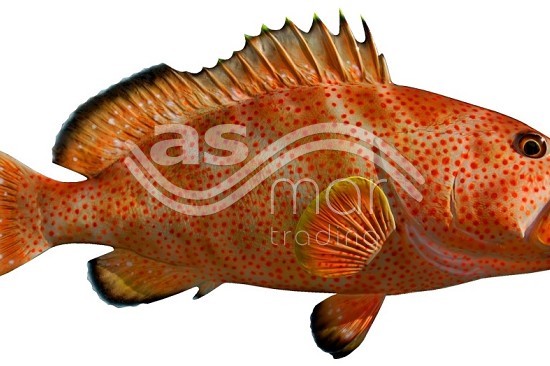 Red Grouper Whole - G&G