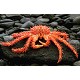 King Crab, Centolla Cile, Granchio reale